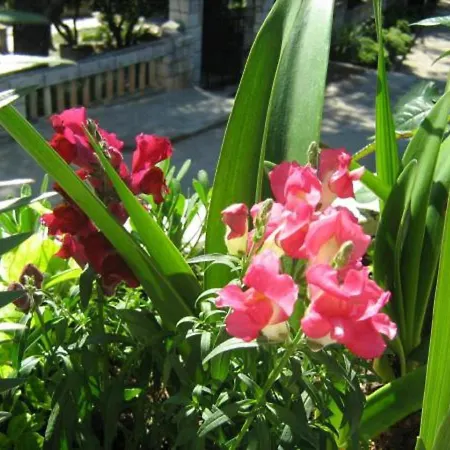 House Boninovo Dubrovnik